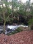 Longtimber Wood is situated alongside the River ErmeÂ  Ivybridge Devon uk